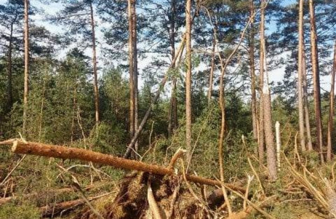 Leśnicy ostrzegają przed wiatrołomami na terenie Nadleśnictwa Jedwabno.